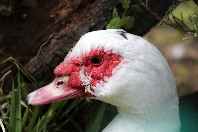 高标准赛事 高标准赛事