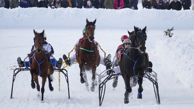 狼无疑是一 狼无疑是一