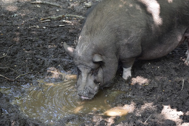 杨钊煊的崛 杨钊煊的崛