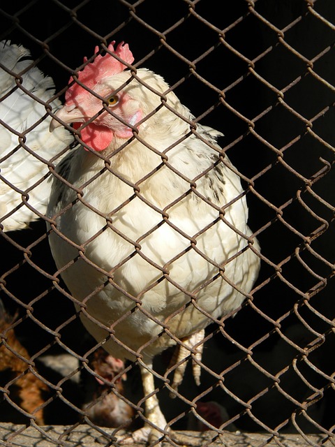 其他球队的 其他球队的